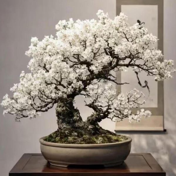 Dwarf White Willow Bonsai Cutting | Silvery Green Leaves | Live Bonsai Plant