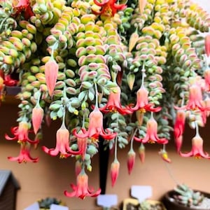 May include: A trailing succulent plant featuring dense, rounded, pale green leaves with reddish tips. Numerous bell-shaped, coral-pink flowers hang downward from thin stems, displaying flared petals and yellow centers throughout the foliage.