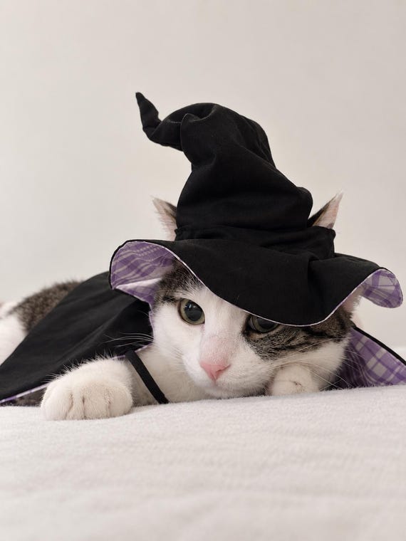 Pet Witch Hat and Cape Set | Handmade Halloween Wizard Pet Costume | Personalized Cat Witch Outfit | Spooky Photo Prop