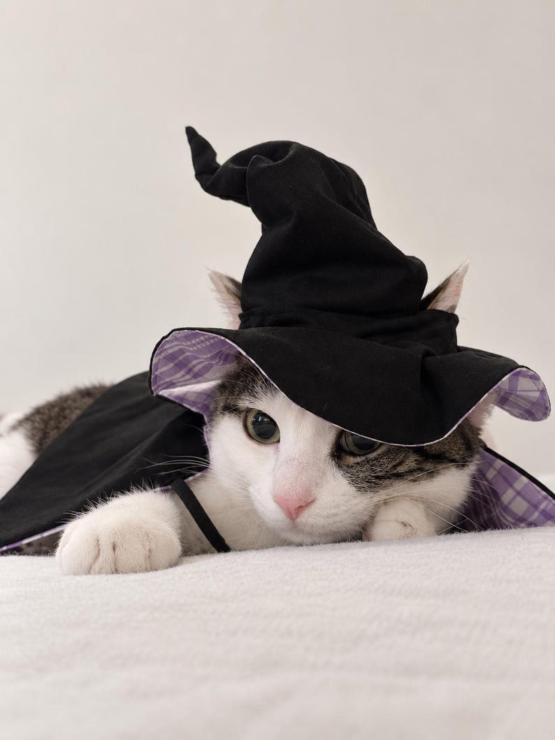 May include: A cat wearing a black pointed hat with a purple and white plaid lining. The hat has a wide brim and a slightly slumped top. The cat has white and grey fur, visible ears, and a pink nose, with the hat resting over its head and ears.