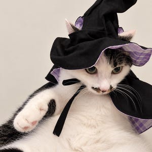 May include: A black and white cat wearing a pointed witch hat. The hat is black with a purple and white checkered underside and features a black ribbon tie under the chin. The cat has black patches on its head and back with a white face and chest.