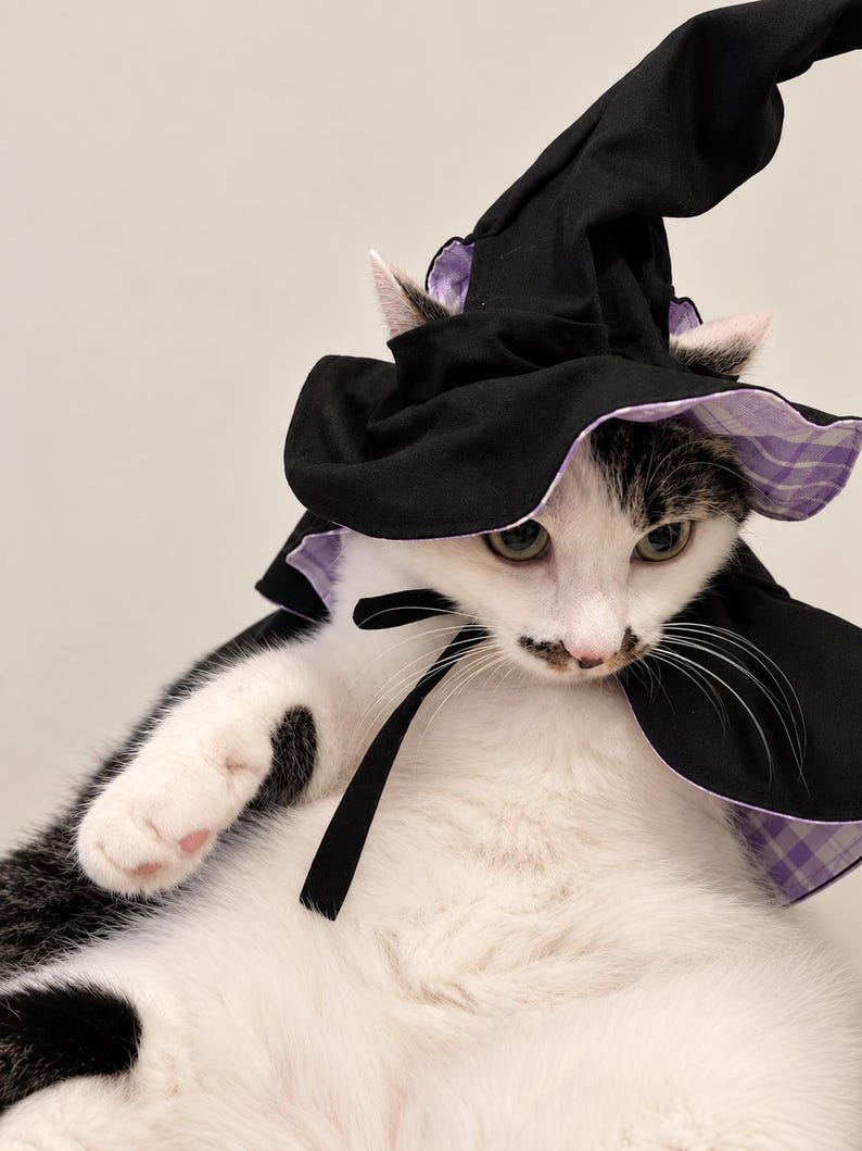 May include: A black and white cat wearing a pointed witch hat. The hat is black with a purple and white checkered underside and features a black ribbon tie under the chin. The cat has black patches on its head and back with a white face and chest.