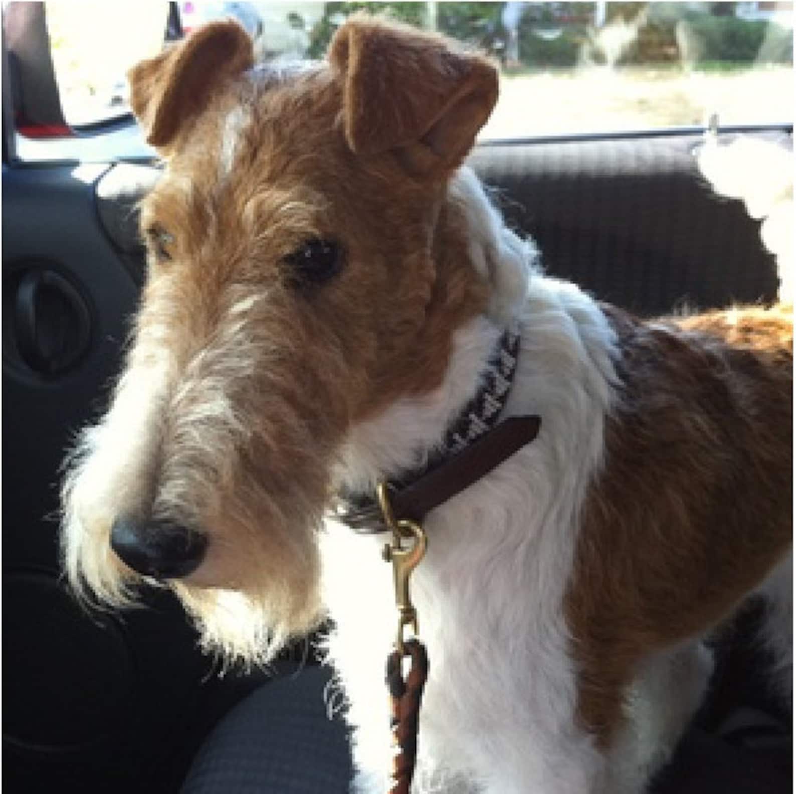 Fox Terrier Gift. Custom Fingerless Gloves With Pockets for - Etsy