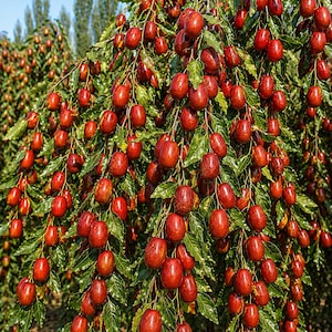 May include: A jujube tree branch heavily laden with numerous small, oval-shaped, reddish-brown fruits hanging among vibrant green, serrated leaves. The fruit clusters are dense, showcasing a smooth, glossy skin texture throughout the tree.