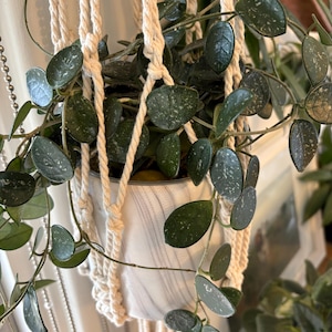 Hoya Mathilde Cutting