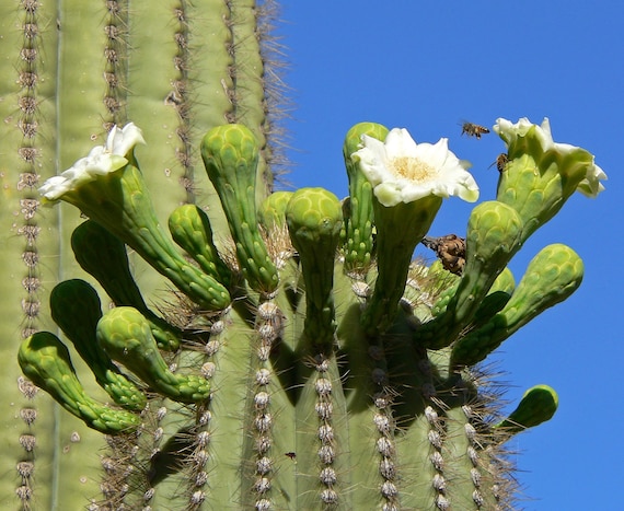 Cactus Saguaro Auténtica Carnegiea Gigantea Gigante Cactus nativo