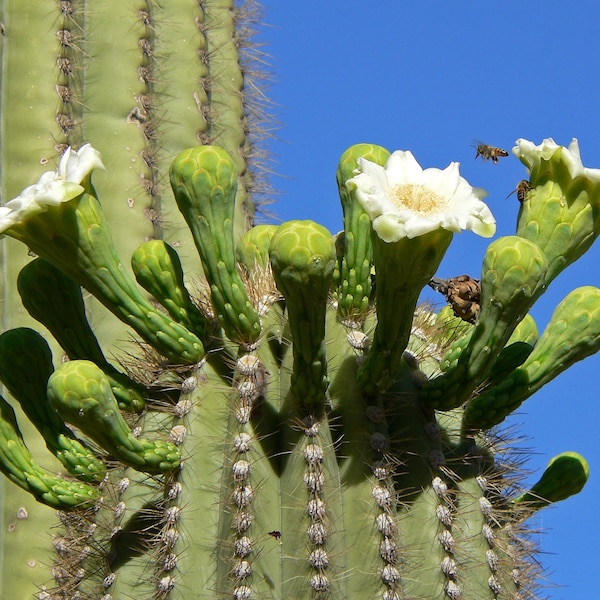 10 Giant Saguaro Cactus Seeds /Carnegiea Gigantea / Classic Southwestern Cacti