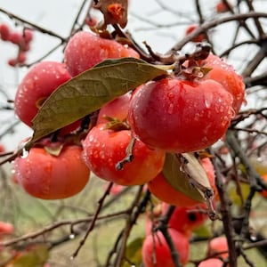 May include: A cluster of ripe, round, bright orange-red persimmons hanging from thin, dark brown branches. The smooth skin of the fruit is covered in small, clear water droplets, and a few elongated green leaves are visible among the fruit.