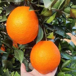 May include: Two vibrant, round, bright orange citrus fruits hanging from a leafy green tree branch. The skin of the oranges is textured and porous, showing a deep orange color. The surrounding foliage consists of dark green, glossy leaves.