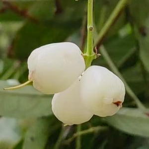 May include: A cluster of three smooth, rounded, white wax apples hanging from a thin green stem. The fruit has a waxy, pale exterior with a slightly translucent appearance and a small, dark indentation at the base of each individual fruit.