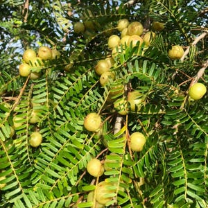 May include: A cluster of round, light green amla fruits hanging from the thin, woody branches of a tree. The fruits are smooth and spherical, nestled among dense, feathery, pinnate green leaves that create a textured, layered canopy effect.