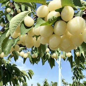 Premium White Jade Sweet Cherry Tree | Large Pale Sweet Cherry | Self-Fertile, Professionally Grafted Bare Root Sapling | Home Orchard