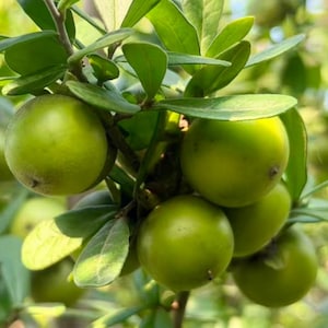 May include: A cluster of smooth, round, light green fruits growing on a branch with thick, oval-shaped leaves. The fruits have a firm, matte texture and are attached to thin stems, surrounded by vibrant green foliage in a natural setting.