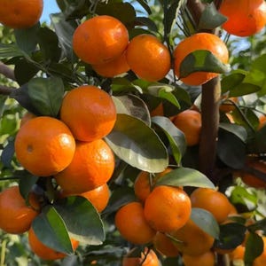 May include: A cluster of bright orange tangerines hanging from a tree branch, surrounded by dark green leaves. The round citrus fruits have smooth, textured skins and are shown in various stages of ripeness, clustered together on the woody stems.
