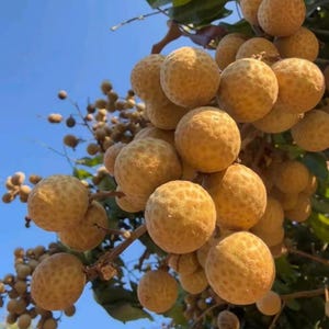 May include: A cluster of round longan fruits hanging from a tree branch against a clear blue sky. The fruits have a textured, light brown, leathery skin. The branches are thin and woody, with some green leaves visible in the background.