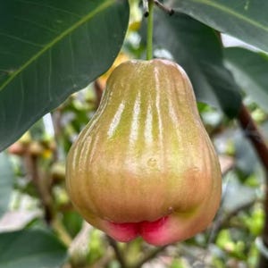May include: A bell-shaped wax apple fruit hanging from a branch, featuring a smooth, glossy skin with a gradient of pale green and light pink hues, vertical ridges along its body, and a vibrant red indentation at the bottom base.