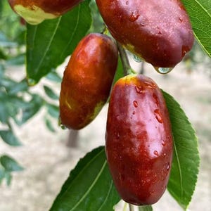 May include: Several ripe jujube fruits hanging from a branch, featuring smooth, reddish-brown skin with subtle yellow-green gradients. The oval-shaped fruits are covered in small water droplets, surrounded by vibrant green leaves with serrated edges.