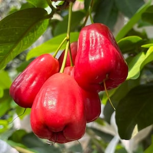 May include: A cluster of vibrant red wax apples hanging from a branch with green leaves. The bell-shaped fruits have a smooth, shiny skin and are attached to thin green stems. The fruit displays a deep crimson color with subtle highlights.