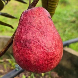 May include: A single pear-shaped fruit hanging from a branch, featuring a textured skin with a deep red and magenta gradient. The surface of the fruit displays subtle dark speckles and a matte finish, suspended by a thin brown woody stem.