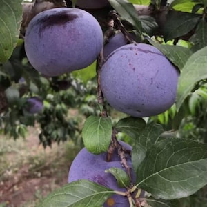 Grafted Black Amber Plum Tree | Bare Root Dark Sweet Plum Sapling | Large Purple Fruit Tree | Disease Resistant Backyard Orchard