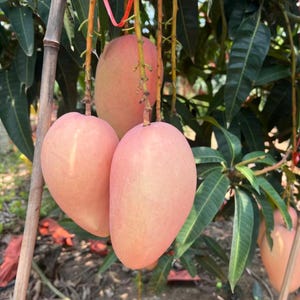 Grafted Ruby Red Jade Mango Tree - Bare Root Live Plant - Elongated Sweet Tropical Fruit Tree