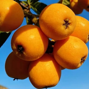May include: A cluster of ripe, round loquat fruits with smooth, golden-yellow skin and small, dark brown calyxes at the base. The fruits are attached to a woody stem with green leaves, set against a clear, bright blue sky background.