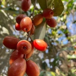 May include: A cluster of small, oval-shaped red berries hanging from a branch. The fruit has a smooth, slightly speckled skin with a deep reddish-orange hue. Green leaves are visible in the background, partially obscuring the stems and fruit.