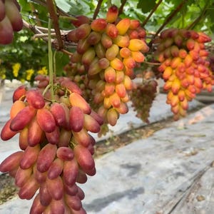 May include: Clusters of elongated, oval-shaped grapes hanging from a vine. The grapes exhibit a gradient of colors, transitioning from deep red and purple at the tips to a lighter yellow and pale green near the stems, with green leaves visible.