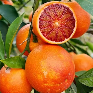 May include: A cluster of blood oranges growing on a tree, featuring one orange sliced in half to reveal a deep crimson, segmented interior. The surrounding oranges have smooth, orange-red rinds, and the fruit is nestled among green leaves.