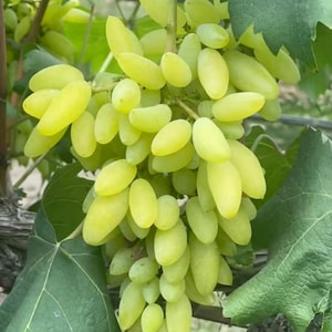May include: A large, dense cluster of elongated, light green grapes hanging from a vine. The individual grapes are oval-shaped, smooth-skinned, and translucent, showing a vibrant pale yellow-green color. Large, textured green leaves surround the fruit.