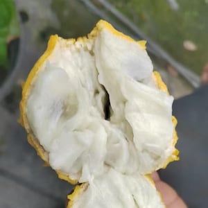 May include: A split yellow fruit revealing a soft, fibrous, and creamy white interior. The outer rind is bright yellow with a textured, slightly bumpy surface. The exposed pulp appears moist and dense, filling the cavity of the open fruit.