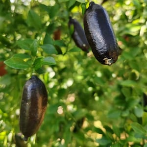 May include: Several dark purple, elongated finger limes hang from a green citrus tree. The fruits have a textured, cylindrical skin and are attached to thin stems amidst small, bright green leaves in a natural outdoor setting.