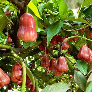 May include: A cluster of bell-shaped rose apples hanging from a tree branch. The fruit features a smooth, shiny, reddish-pink skin and is surrounded by vibrant green, waxy leaves. The branches are woody and brown, supporting the ripening fruit.