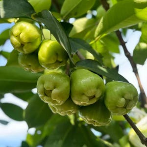 May include: A cluster of light green wax apples hanging from a tree branch. The bell-shaped fruits have a smooth, waxy skin and a distinct lobed bottom. They are surrounded by dark green, oval-shaped leaves under a bright, natural sky.