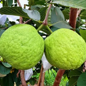 May include: Two large, round, light green guavas hanging from a tree branch. The fruit skins have a textured, bumpy surface. The guavas are attached to a woody stem surrounded by dark green, oval-shaped leaves with visible veins on the tree.