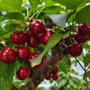 Large Classic Red Sweet Cherry Tree - Grafted Bare Root Fruit Tree - Juicy & Crunchy Summer Fruit