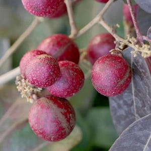 May include: A cluster of round, textured red fruits hanging from thin, light brown branches. The fruits have a bumpy, matte surface with some areas showing lighter, dusty patches. Small, dried, pale yellow flower remnants are attached to the stems.