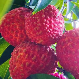 May include: A cluster of ripe lychee fruits with textured, bright red, bumpy skins hanging from a branch. The round fruits are surrounded by smooth, dark green leaves that provide a contrast to the vibrant red color of the fruit skins.