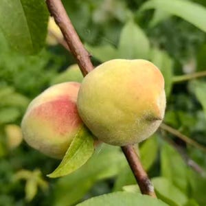 May include: Two fuzzy peaches growing on a thin brown tree branch. The peach in the foreground is round and pale yellow with a slight point, while the peach behind it shows a soft red blush on its skin. Green leaves surround the fruit.