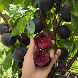 May include: A hand holds two halves of a dark purple plum, revealing a deep red, juicy interior. The fruit is surrounded by numerous whole dark purple plums hanging from the branches of a tree with vibrant green leaves in a natural setting.