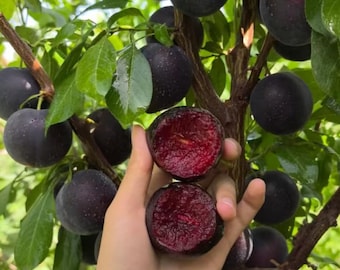 May include: A hand holds two halves of a dark purple plum, revealing a deep red, juicy interior. The fruit is surrounded by numerous whole dark purple plums hanging from the branches of a tree with vibrant green leaves in a natural setting.
