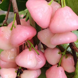 May include: A cluster of bell-shaped rose apples hanging from a brown branch. The fruit has a smooth, glossy, light pink skin with a slightly translucent appearance. Each piece of fruit is attached to the stem by a thin green stalk.