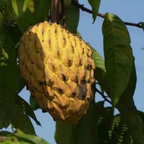 Grafted Yellow Dragon Sugar Apple Tree Golden Sweetsop Bare Root Plant Rare Exotic Fruit Seedling Annona