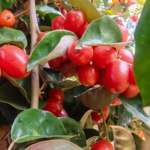 May include: A cluster of bright red, oval-shaped berries hanging from a woody branch. The fruit features a smooth, speckled skin and is surrounded by dark green, leathery leaves with light-colored undersides, creating a dense, natural foliage.