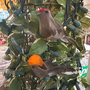 Può includere: Due piccoli uccelli marroni piumati con accenti rossi e arancioni sono appollaiati su un ramo verde frondoso con luci natalizie chiare.