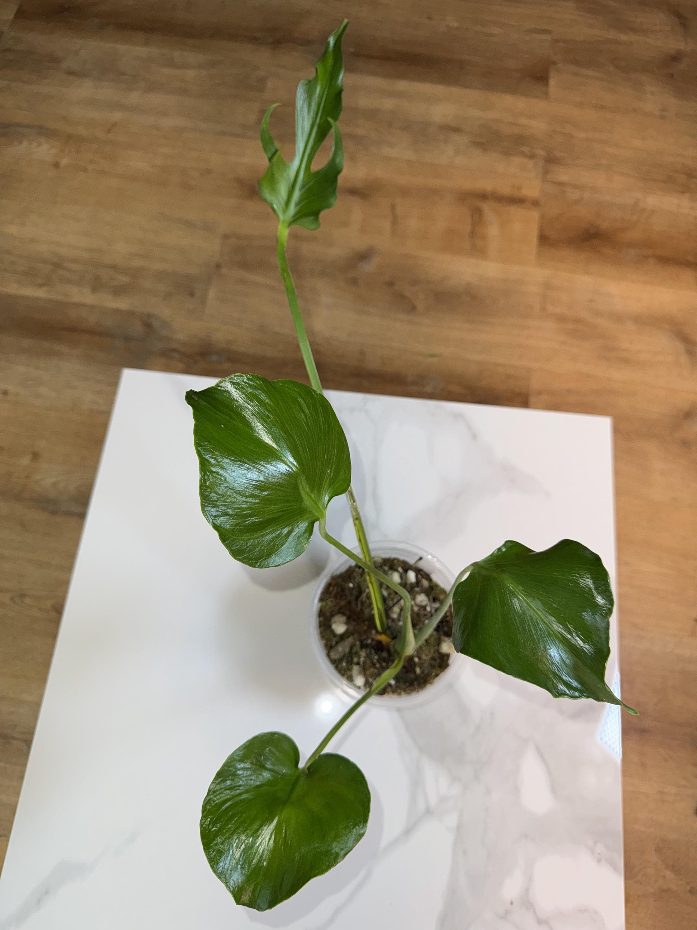 Unniiae Monstera - Etsy
