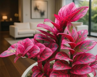 Planta ZZ variegada rosa rara / Zamioculcas zamiifolia de colores vivos / Esqueje de nudo enraizado / Planta de interior exótica rara / Regalo para coleccionistas de aráceas