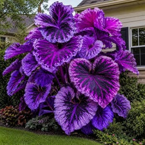 May include: A large, vibrant plant featuring heart-shaped leaves with a striking color pattern of deep purple, magenta, and black. The foliage displays intricate veining and ruffled edges, creating a dense, bushy appearance in an outdoor setting.