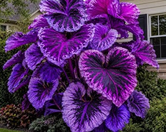 May include: A large, vibrant plant featuring heart-shaped leaves with a striking color pattern of deep purple, magenta, and black. The foliage displays intricate veining and ruffled edges, creating a dense, bushy appearance in an outdoor setting.