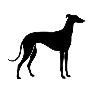 Könnte beinhalten: Eine massive schwarze Silhouette eines Windhundes im Profil. Die Grafik zeigt die schlanke, aerodynamische Körperform, die langen Beine und den geschwungenen Schwanz, die für diese Rasse charakteristisch sind, als klares Vektordesign.